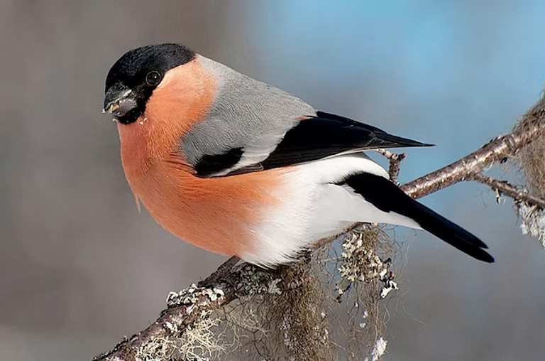 Bullfinch