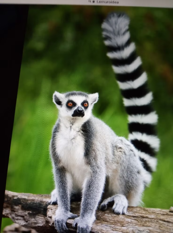 Ringtail Lemur