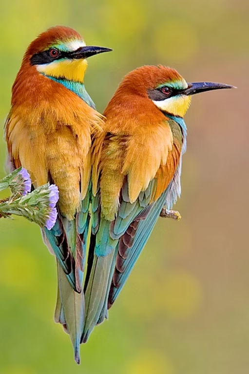 Birds and Bees