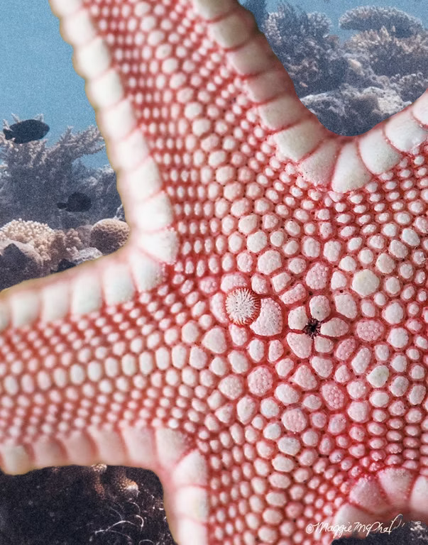 Starfish