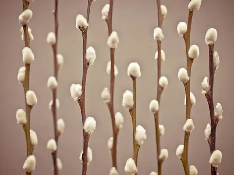 Pussy Willow