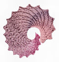 Conch